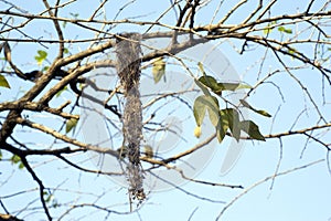 Nest of common tody-flycatcher photo