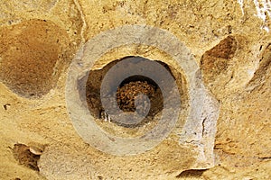 The nest of Crag martin in rock hole