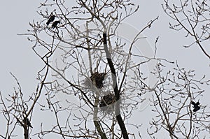 Nest and crows on tree top branch
