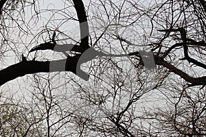 Nest on a dry and leafless tree