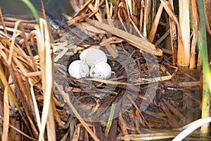 Nest of duck eggs