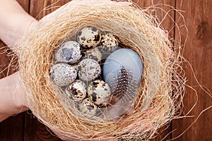 Nest with Easter colored chicken eggs and quail eggs and feathers on wooden table. Catholic and orthodox easter holiday