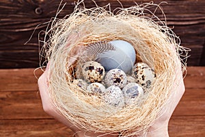 Nest with Easter colored chicken eggs and quail eggs and feathers on wooden table. Catholic and orthodox easter holiday