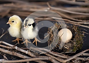 nest, egg and chick