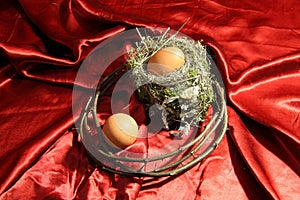Nest and egg