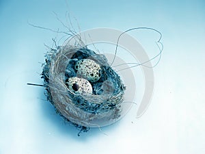Nest and eggs