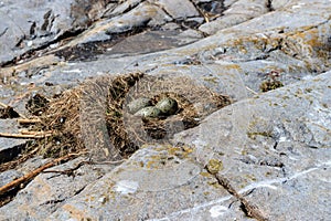 Nest with eggs