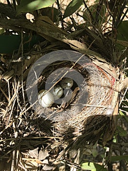 Nest eggs 2095