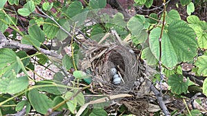 nest eggs 2154