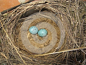 Nest with eggs