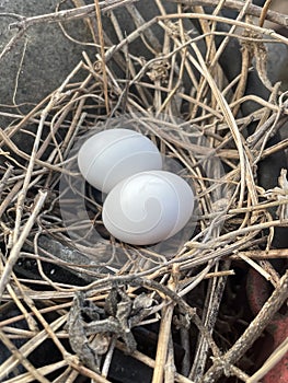 a nest with eggs