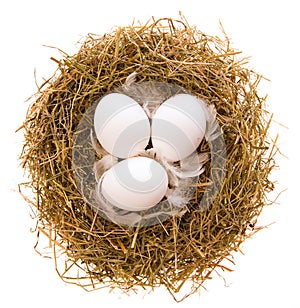 Nest and eggs