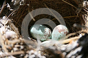 Nest and eggs