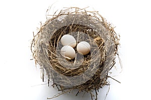 Nest and eggs