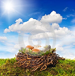 Nest with eggs and birds feather over green grass