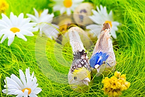 Nest with eggs and birds among flowers