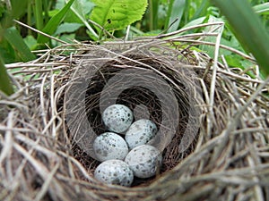 Nest with eggs photo