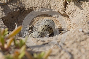 An nest with eggs of a Kentish plover Charadrius alexandrinus in the desert on the island of Cape verde.