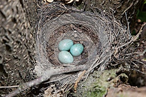 Nest with eggs. Turdus merula, Blackbird.