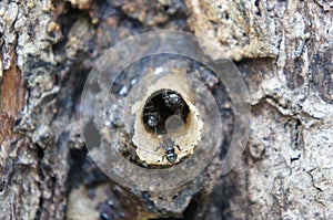 Nest entrance for sting less bee or local tongue call kelulut.