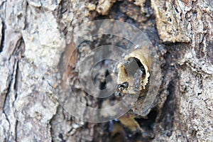 Nest entrance for sting less bee or local tongue call kelulut.