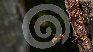 Nest of European hornet - Vespa crabro