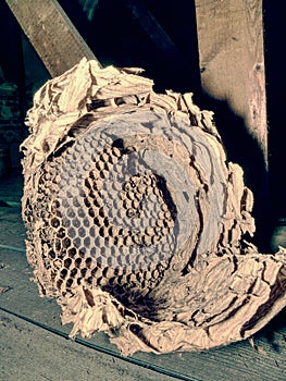 Nest of european paper wasps