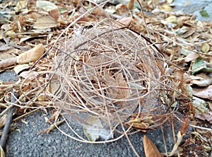 The nest of fallen birds was struck by the morning wind