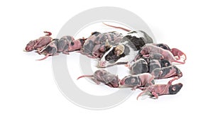 Nest of fancy mouse, six days old hairless pups and mother - Mus musculus domestica, isolated on white