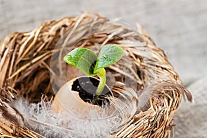 Nest with feathers and egg with green fragile tender sprout. New life, birth, spring and Easter concept