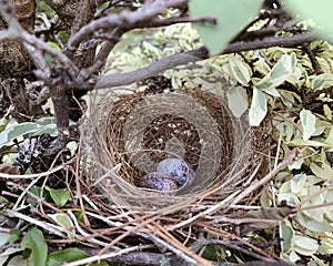 A nest filled with two bird eggs.