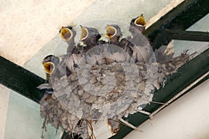 Nest with five little Swallow