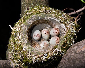 Nest. Fringilla coelebs, Chaffinch photo