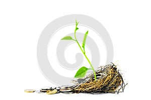 Nest Full of Money for Savings and small tree growth