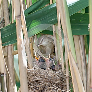 Nest. Great Reed Warbler (Acrocephalus arundinaceus).