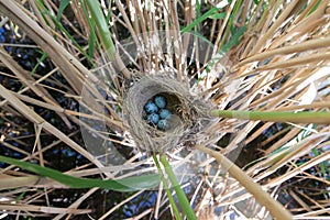 Nest. Great Reed Warbler (Acrocephalus arundinaceus).