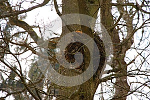 Nest of a grey squirrel on a tree in Great Britain