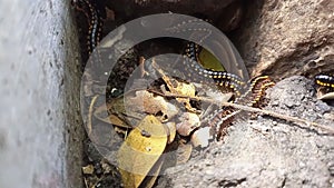 nest of a group of millipedes with black and yellow prints at the root of a tree