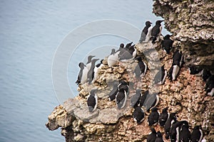 Nest of guillemot, Arctic, Barents Sea.