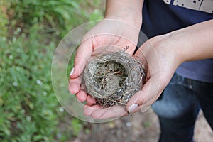 Nest in the hands