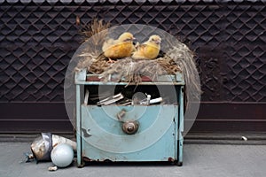 nest with hatching chicks in a vintage mailbox