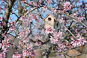 Nest house, in a tree full of almond blossoms photo