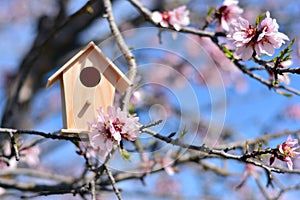 Nido casa en un árbol lleno de almendras flores 