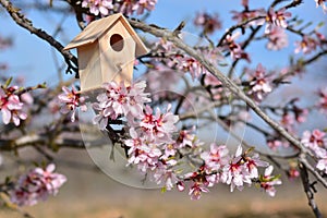Nest house, in a tree full of almond blossoms photo