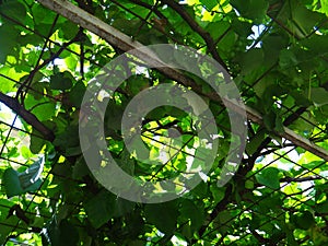 Nest of hummingbird in the grapevine