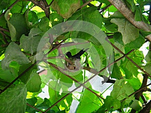 Nest of hummingbird in the grapevine