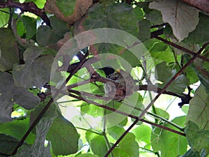 Nest of hummingbird in the grapevine photo