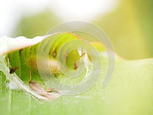 A nest of incubating .