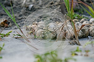 Nest inventory of Loggerhead Sea Turtle eggs