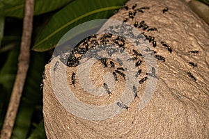 Nest of Long-waisted Honey Wasps